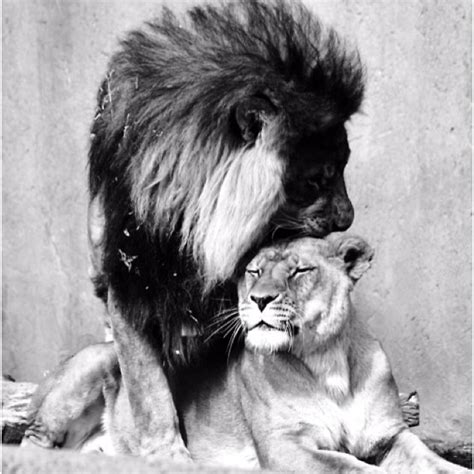 17 Best Images About Chs Lions Forever On Pinterest Big Thing