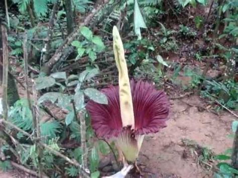 Apr 24, 2020 · sedangkan contoh flora endemik di zona asiatis adalah rafflesia arnoldi, bunga bangkai, dan juga kantung semar. Amorphophalus titanum, si cantik si bunga bangkai - YouTube