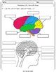 By the way, about brain labeling worksheet with answers, scroll down to see several related photos to add more info. Human Brain : labeling diagram, identify parts and their ...
