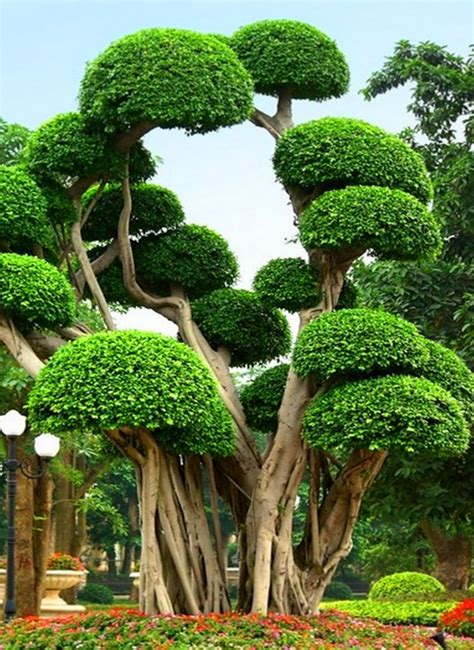 Here Are 30 Of The Most Beautiful Trees In The World That Look