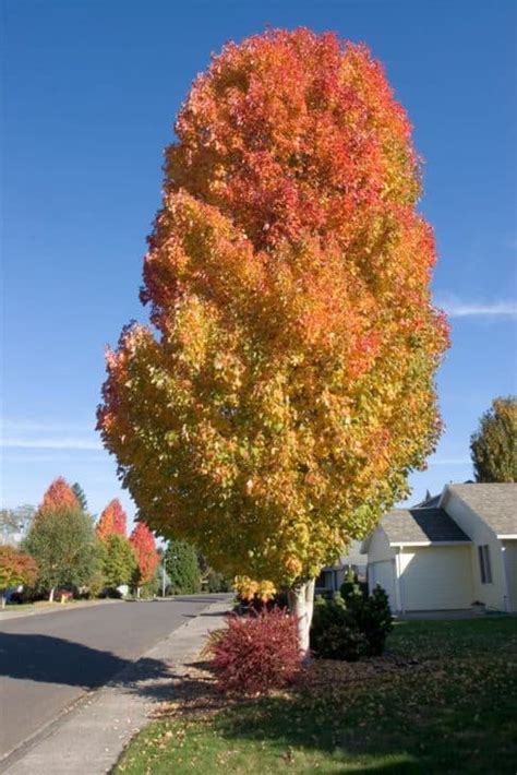 2 Beautiful Types Of Maple Trees In Kentucky Progardentips