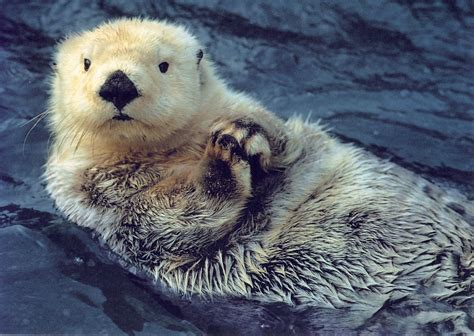 Sea Otter Endangered Sea Otter Otters Cute Animals