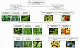 Plant Classification Chart For Kids