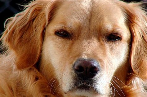 ¿cómo Saber Si Un Perro Está Enfadado 7 Señales Claras