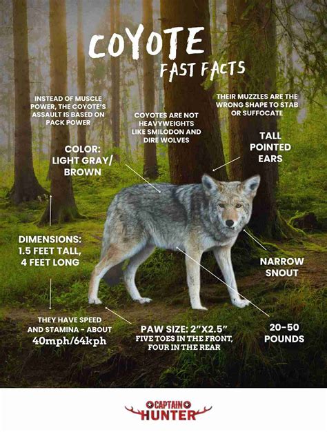 Infographic Coyote Fast Facts Captain Hunter