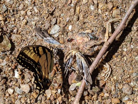 The Tiger And The Bird Papilio Glaucas R Entomology