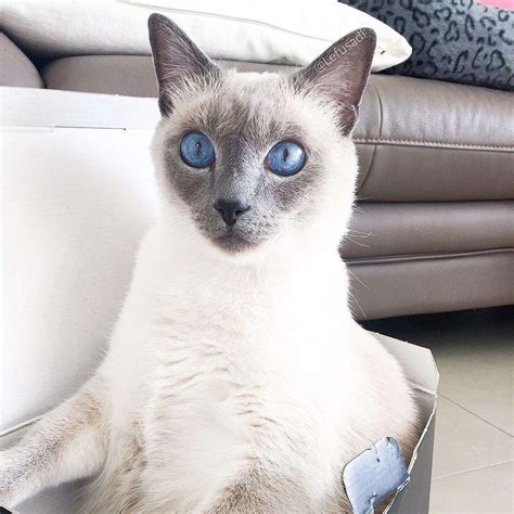 8 Cute Pictures Of Siamese Cats Catcatme