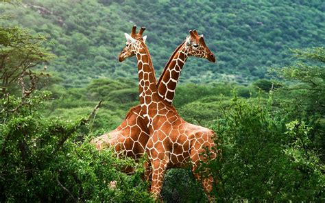 Giraffe Desktop Background 75 Pictures