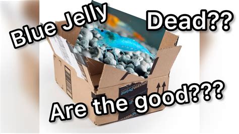 Blue Jelly Shrimp On Amazon YouTube