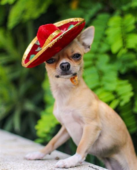 Chihuahua In A Sombrero Cute Chihuahua Chihuahua Chihuahua Love