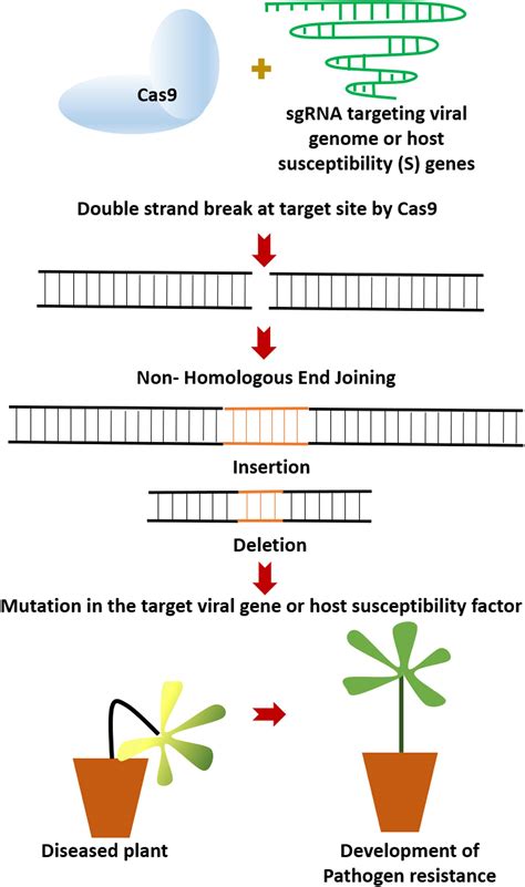 Frontiers CRISPR Cas9 A Novel Weapon In The Arsenal To Combat Plant