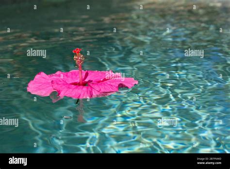 Pink Hibiscus Flower Floating In Water Stock Photo Alamy
