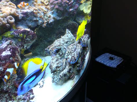 144g Oceanic Half Circle System Complete Systems Austin Reef Club