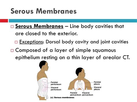 Ppt Skin And Body Membranes Part 1 Powerpoint Presentation Free