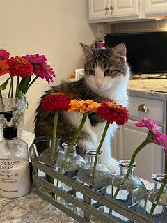 Give A Cat A Chance Adopt A Feline Friend On Craigslist Pets Utica