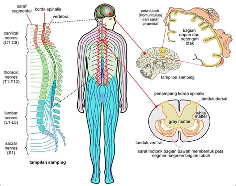 Anatomi Sistem Saraf Pusat Homecare24