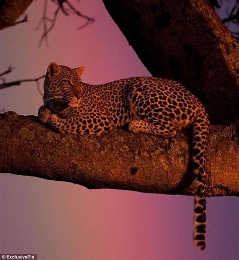 Amazing Photos Show East African Leopard Hiding In Trees As A Rainbow