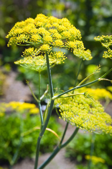 Easy to grow from seed and will come back year after year. 21 Best Plants for Pollinators - Sunset Magazine