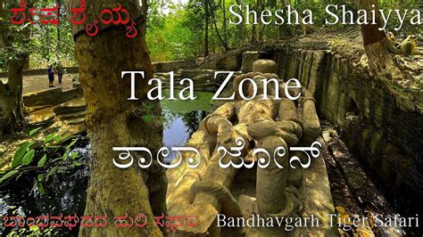 Bandhavgarh Tala Zone Shesh Shaiya May