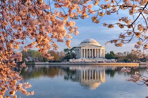 The Best Places To See Cherry Blossoms In Washington Dc