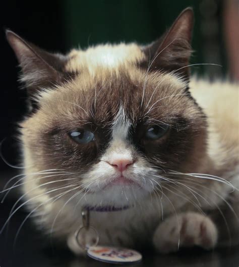 Obama Republicans Are Like Grumpy Cat The Spokesman Review