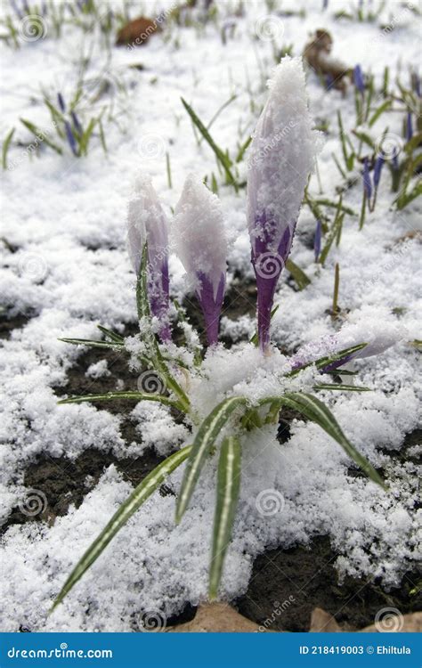 Late April Snowfall In Garden Finland Stock Image Image Of Natural