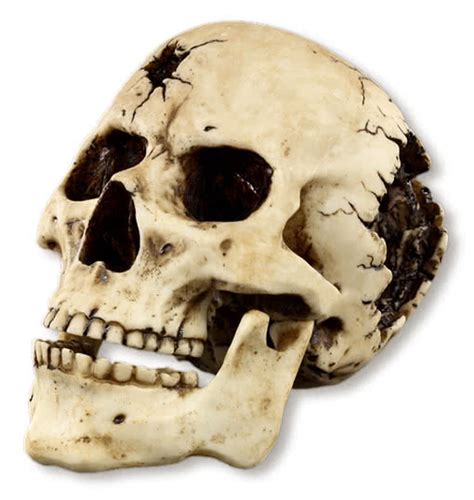 Bullet Hole Skull Prop Broken Skull Gothic Skull Horror