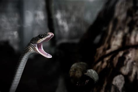 Animals Reptiles Snakes Mouth Open Rocks Still Bokeh Brown