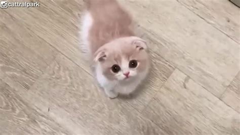This Munchkin Kitten Will Melt Your Heart With Cuteness Hd Wallpaper