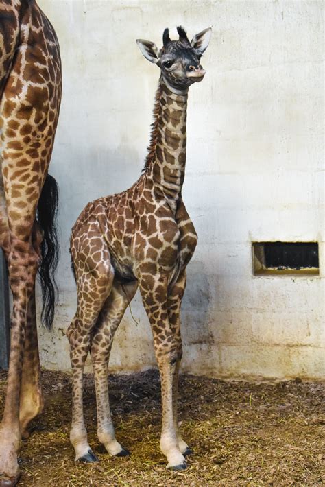Greenville Zoo Giraffe Calf 2 Abc Columbia