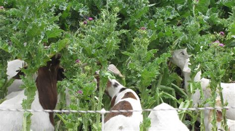 Goat Weed Control Managed Grazing Goat Rental California Living Systems