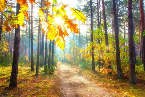 Sunny Autumn Forest Amazing Forest Scene October Bright Day In