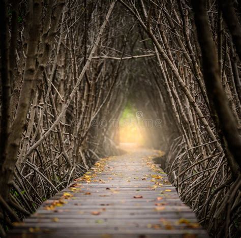 Tree Tunnel Wooden Bridge In Mangrove Forest Stock Image Image Of