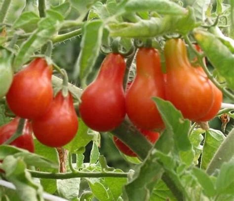 Jual Biji Benih Bibit Tomat Hias Tomat Unik Buah Tomat Hias Bisa