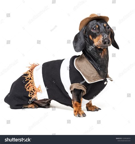 Funny Dachshund Dog Cowboy Costume Western Stock Photo 1229528410