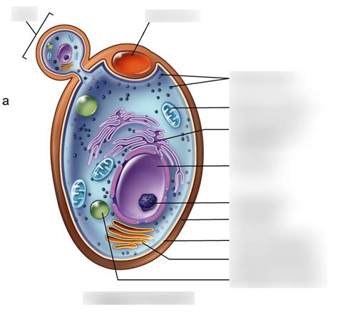 The Cell Structure Of Yeast With Diagram