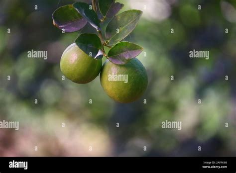 Citrus Fruits Orange Lemon Grapefruit Mandarin Limebunches Of