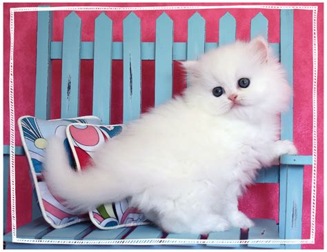 Persian Kittens Kitten For Sale Persian Kittens Teacup Persian Kittens