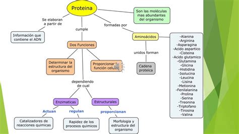 Mapa Mental De Biomoleculas Organicas Kulturaupice