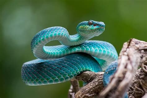 ¿qué Significa Soñar Con Serpientes La Mente Es Maravillosa
