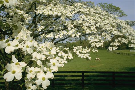 Surrounds garden managers tom kniezewski and kohler brafford say there are many types of flowering trees, both native and hybrid, that work well in northern virginia gardens. A Blossoming Dogwood Tree In Virginia Photograph by Annie ...