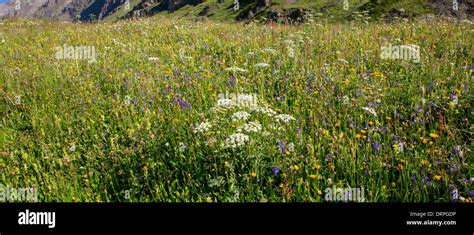 Flower Meadow Flowers Alps Alpine Wildflower Hi Res Stock Photography