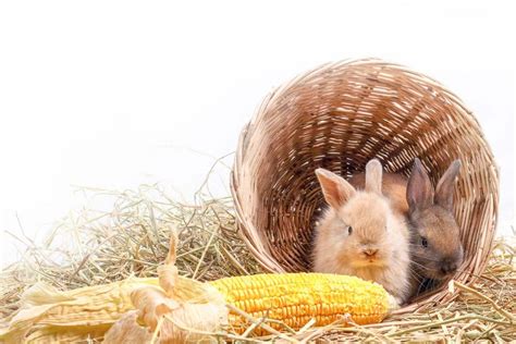 Can Rabbits Eat Corn Cobs Vet Explains Pets