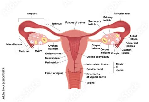 Schematic Drawing Showing The Internal Organs Of The Female Reproductive System Vector