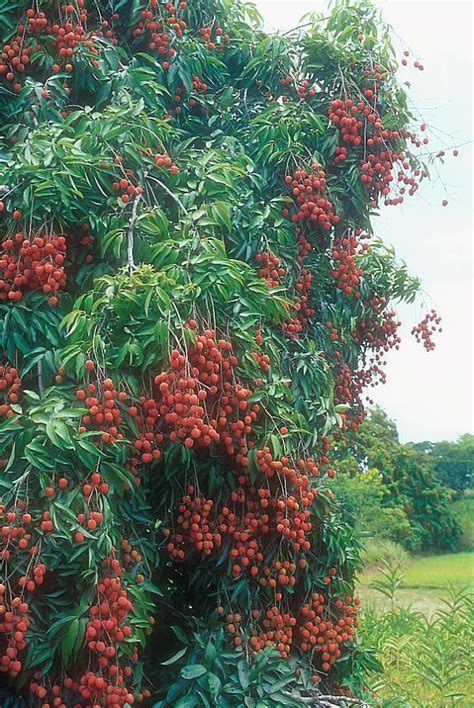 Beautiful Bangladesh Lychee Fruit Yummy Kiehls Aromaticblends