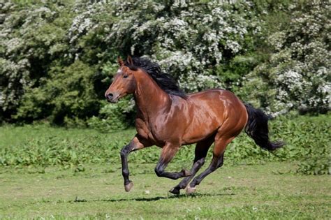 Horse Breeds 10 Most Popular In The World