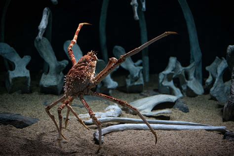 Spider Crab Live Cam Monterey Bay Aquarium