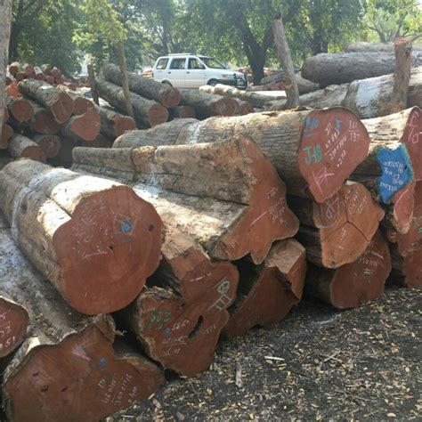 Sagwan Wood At Rs 5500cubic Feet Indian Teak Wood In Khandwa Id 12457009212