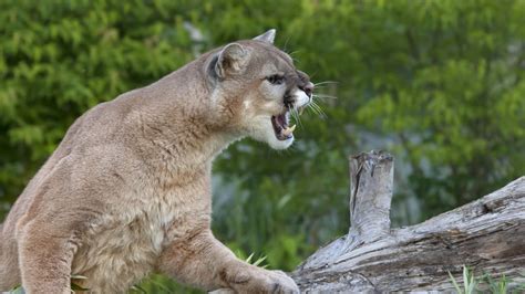 9 Year Old Girl Attacked By A Cougar While Camping In Stevens County Trendradars Latest