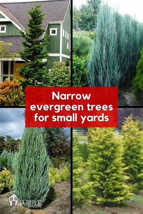 Small Yard Narrow Privacy Trees For Year Round Privacy And Interest